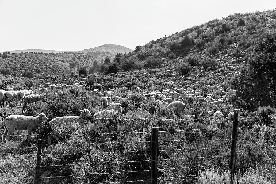 Sheep in the Rockies  Photograph by John McGraw