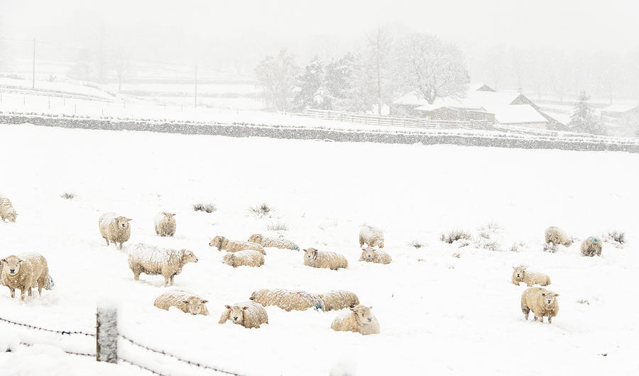 Sheep in the Snow - 2 Photograph by Chris Smith