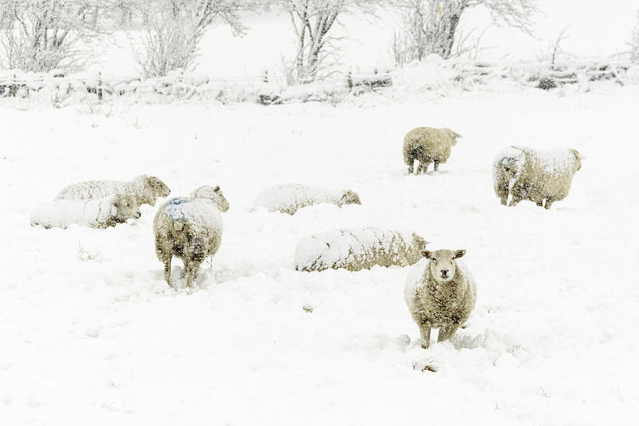 Sheep in the Snow - 4 Photograph by Chris Smith