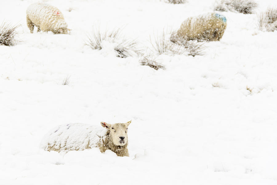 Sheep in the Snow - 5 Photograph by Chris Smith