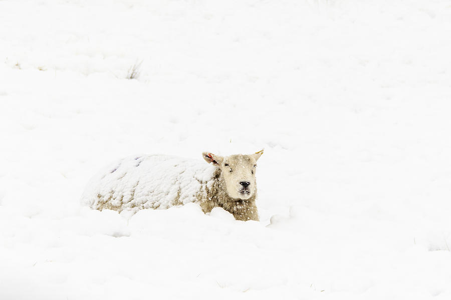 Sheep in the Snow - 7 Photograph by Chris Smith
