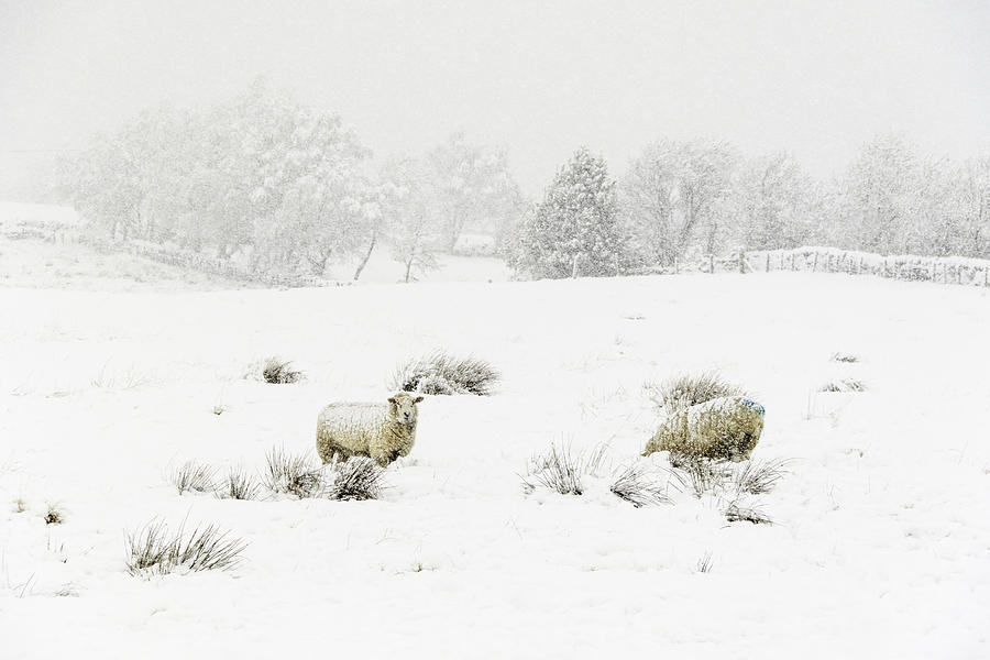 Sheep in the Snow Photograph by Chris Smith