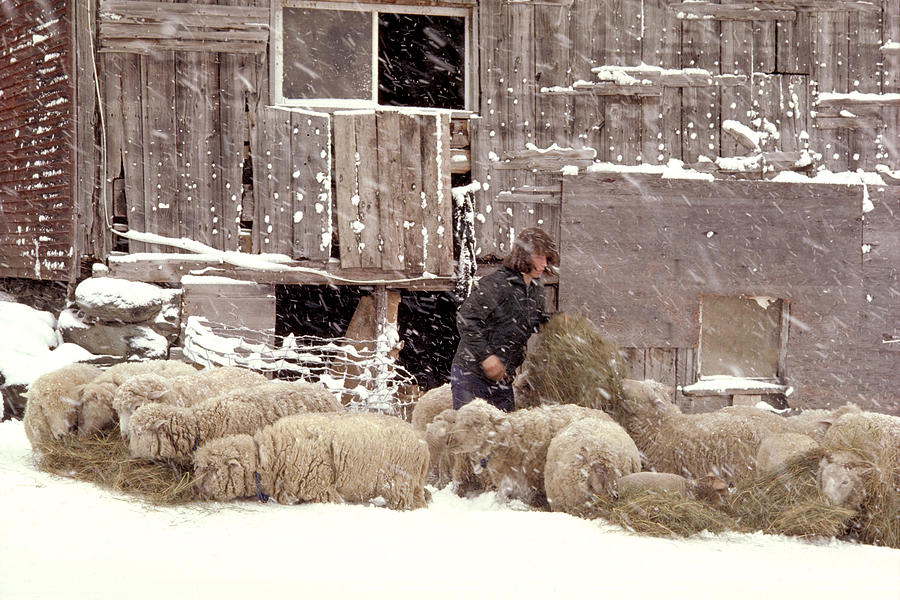 Sheep in Underhill Vermont. Photograph by Robinson