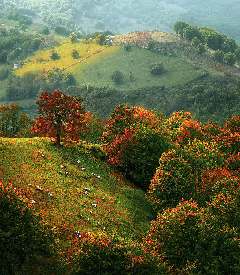 sheep in Urepel at autumn Photograph by Mikel Martinez de Osaba