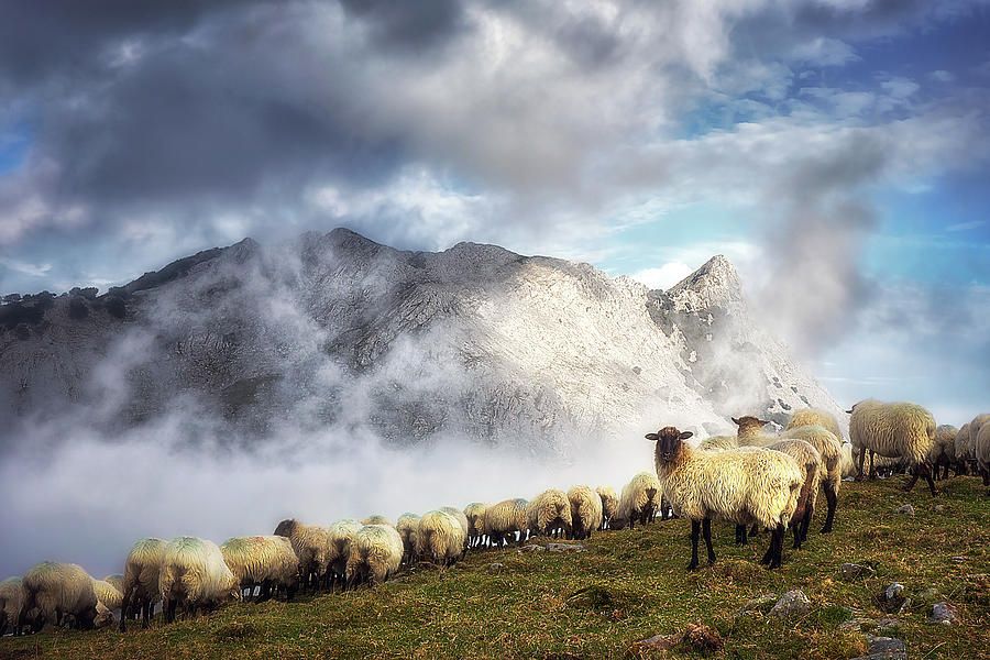 Sheep In Urkiolamendi Photograph by Mikel Martinez de Osaba