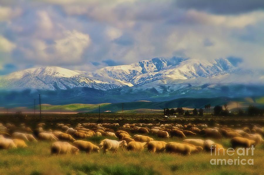 Sheep in Winter Photograph by Gus McCrea