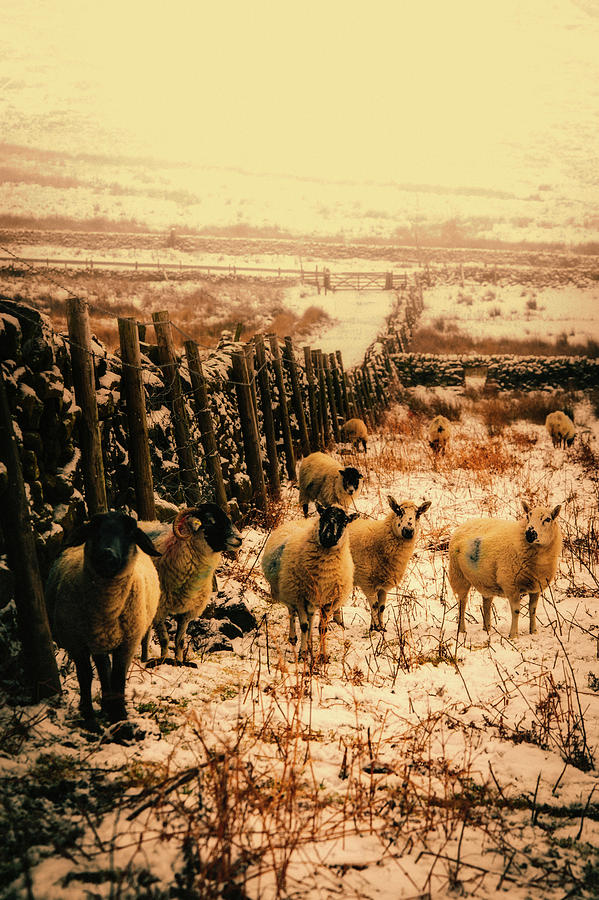 Sheep In Winter Meadow Photograph by Mountain Dreams