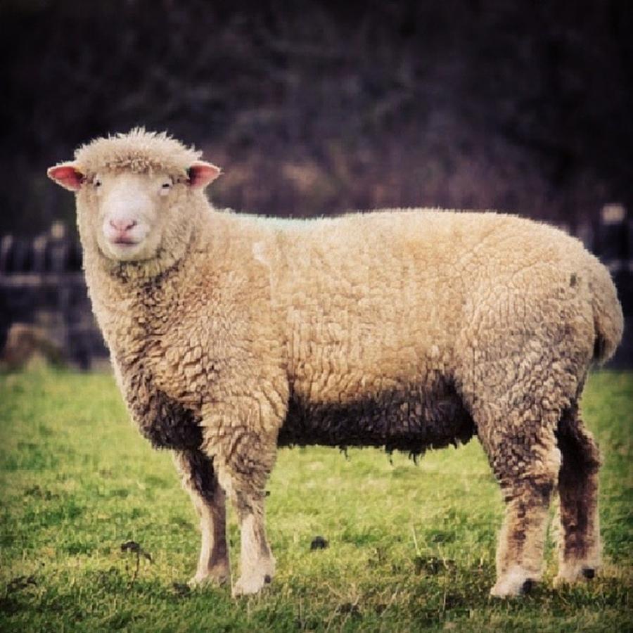 Sheep Photograph - #sheep #instagood #photooftheday #sweet by Vicki Field