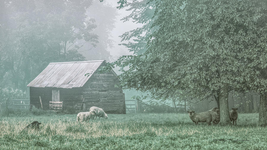 Sheep. Jericho, Vermont Photograph by George Robinson