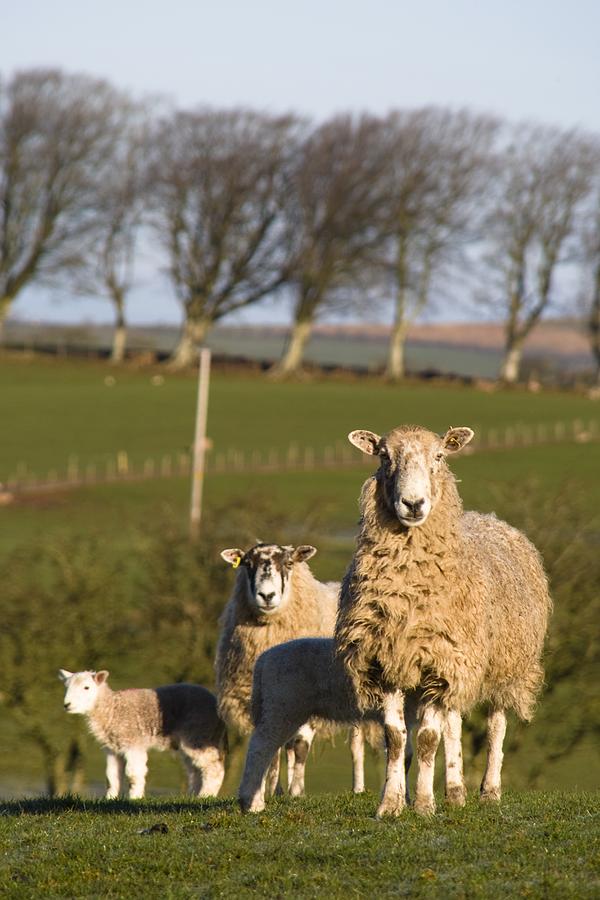 Farm Animals Photograph - Sheep, Lake District, Cumbria, England by John Short