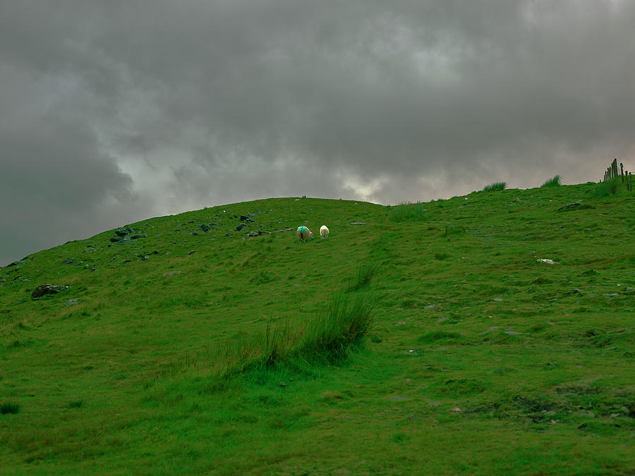 Sheep.  Photograph by Leif Sohlman