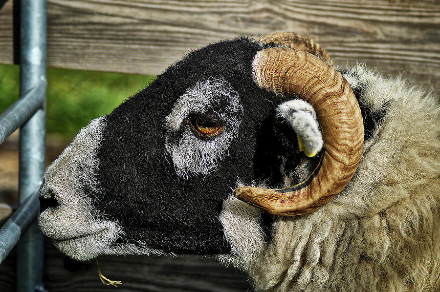 Sheep Photograph - Sheep by Mark Hunter