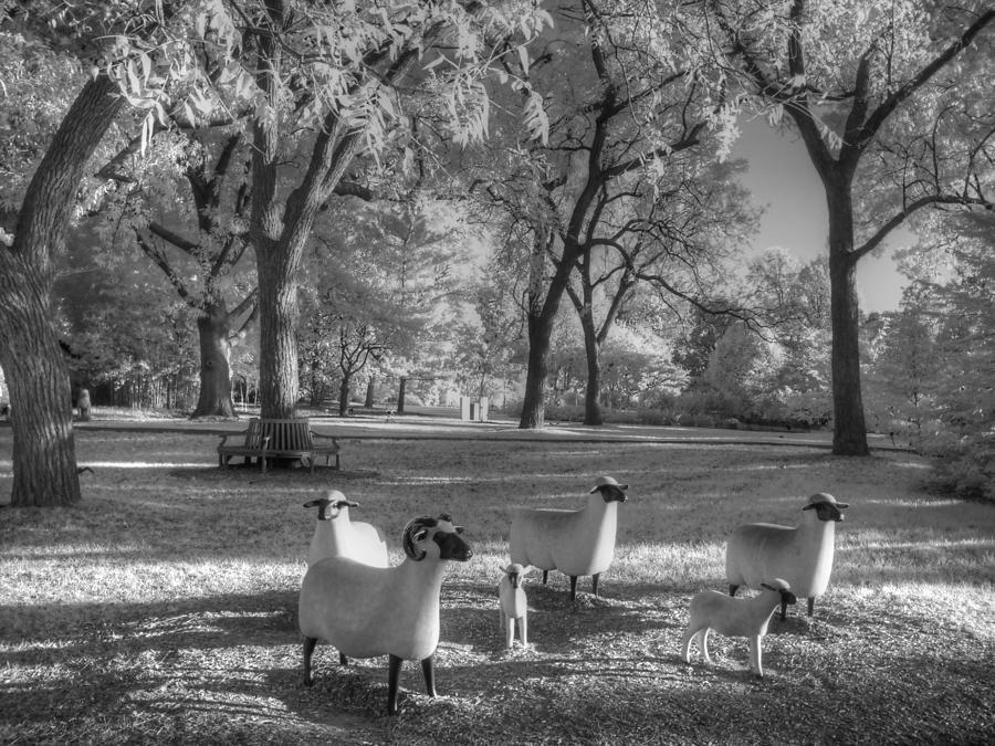 Sheep Photograph - Sheep Missouri Botanical Garden by Jane Linders