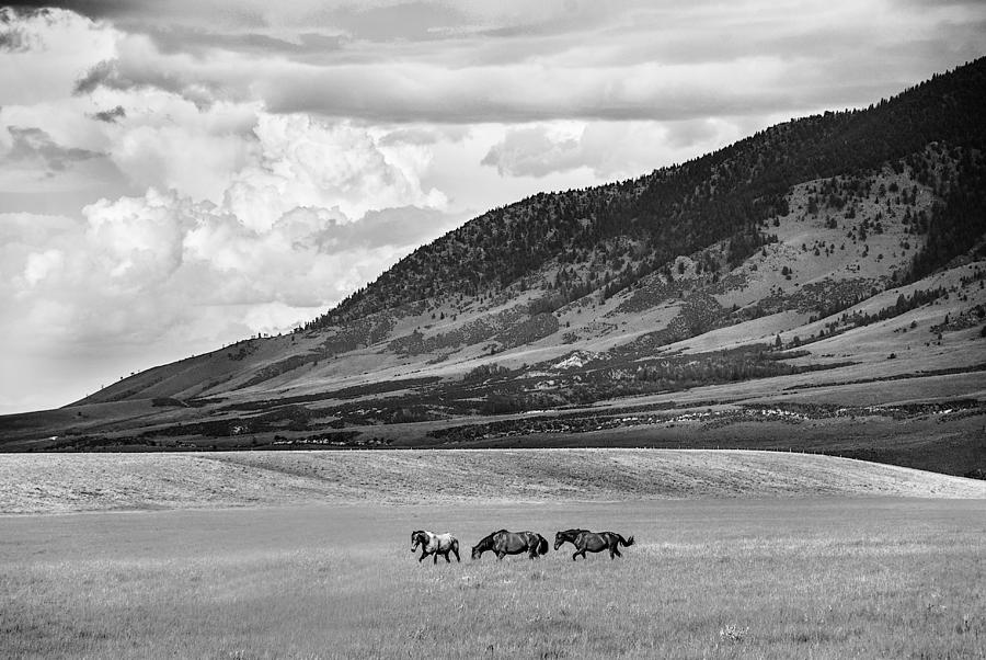 Sheep Mountain Gang Photograph by Jolynn Reed