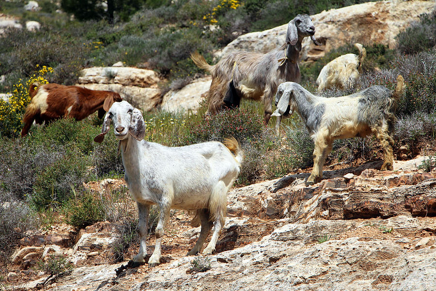 Sheep Photograph by Munir Alawi