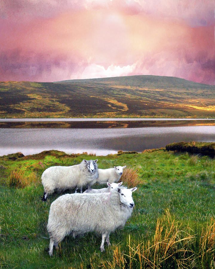 Sheep of Donegal Digital Art by Vicki Lea Eggen