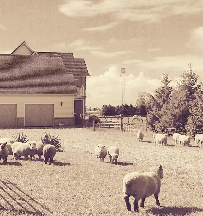 Sheep of St. Catharines Photograph by The Art Of Marilyn Ridoutt-Greene
