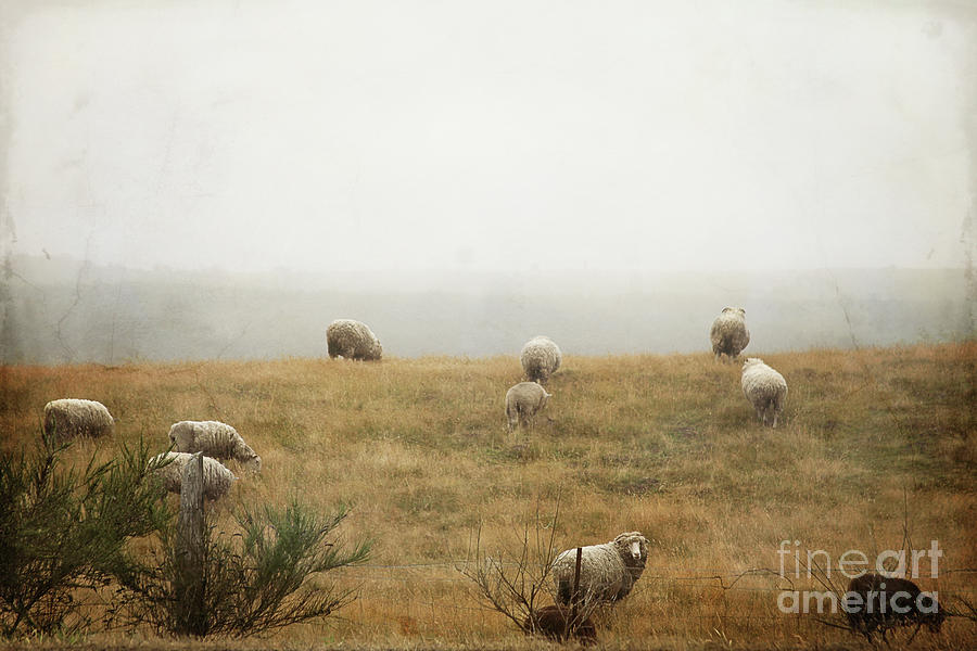 Sheep On A Foggy Morning Photograph