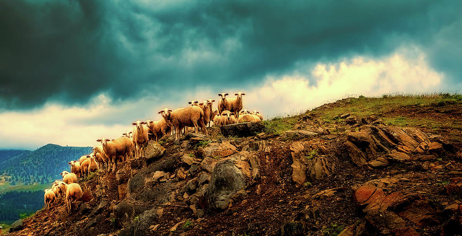 Sheep On A Mountain Ledge - Greece Photograph by Mountain Dreams