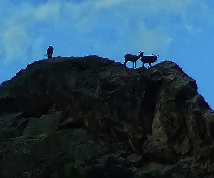 Sheep On A Mountaintop Painting by Flees Photos
