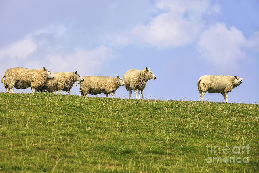 Sheep on dyke Photograph by Patricia Hofmeester