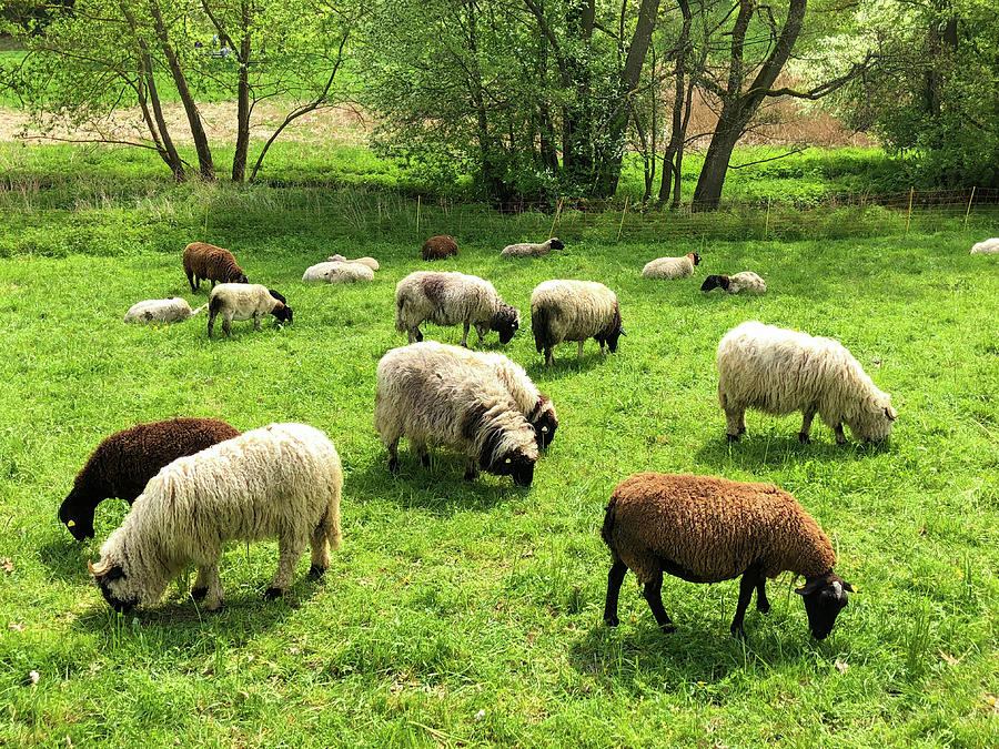 Sheep Photograph - Sheep on meadow by Matthias Hauser