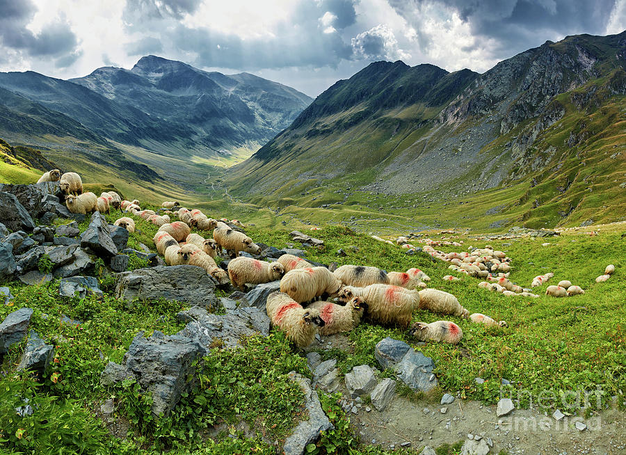 Sheep on the mountain Photograph by Ragnar Lothbrok