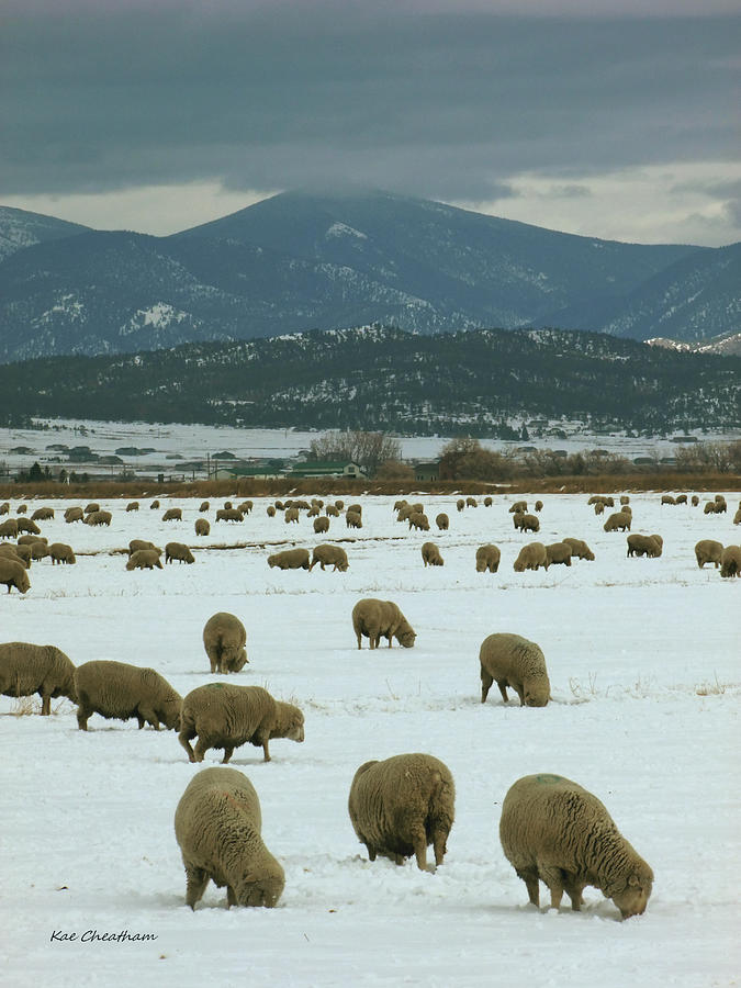 Sheep on Winter Field Photograph by Kae Cheatham