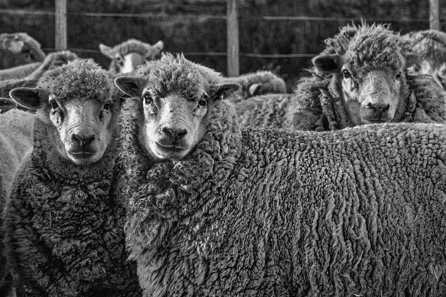Sheep - Patagonia Photograph by Stuart Litoff