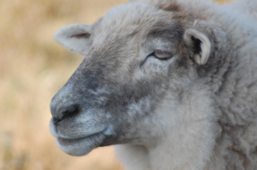 Sheep  Photograph by Patty Vicknair