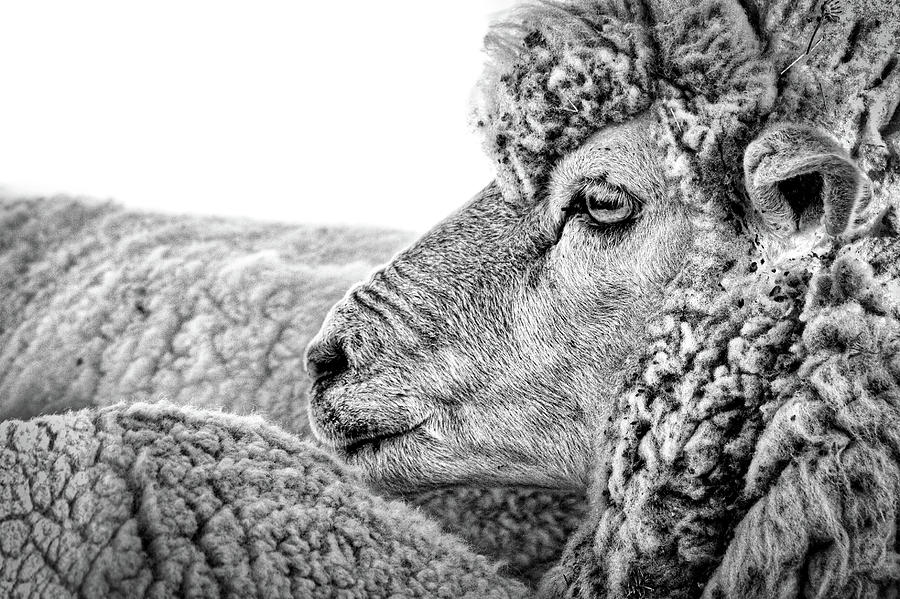 Sheep Profile - Patagonia Photograph by Stuart Litoff