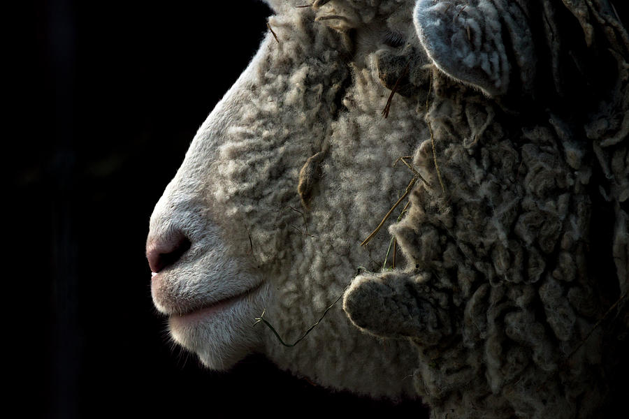 Sheep Profile Photograph by Travis Rogers