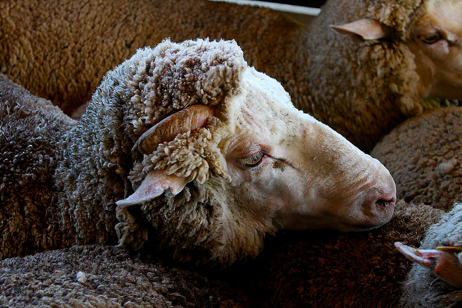 Sheep Ready for the Shearing Photograph by Susan Vineyard