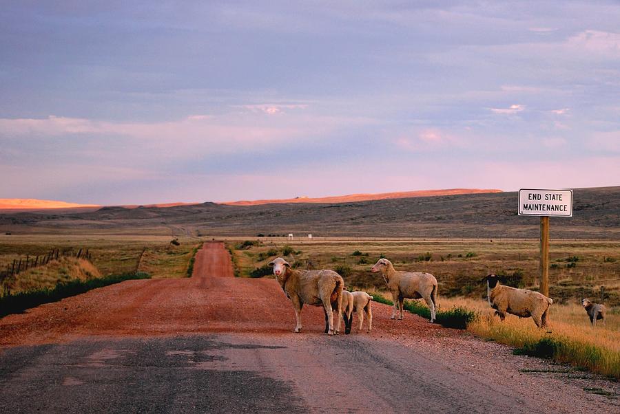 Sheep Photograph - Sheep Road by Matt Quest