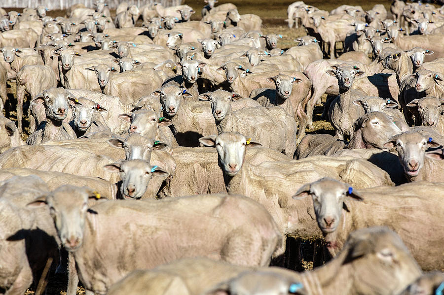 Sheep Sheared Photograph by Todd Klassy