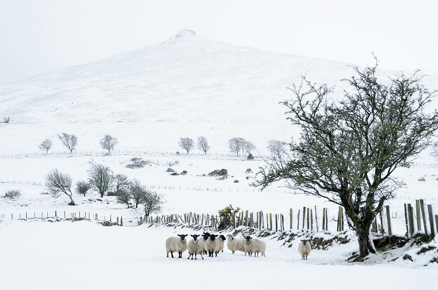 Sheep Shelter  Photograph by Joe Ormonde