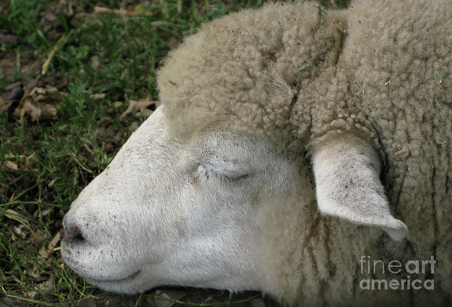 Sheep Sleep Photograph by Ann Horn