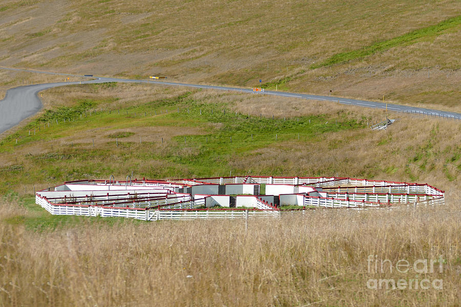 Sheep Sorting Corral, Iceland Photograph by Catherine Sherman