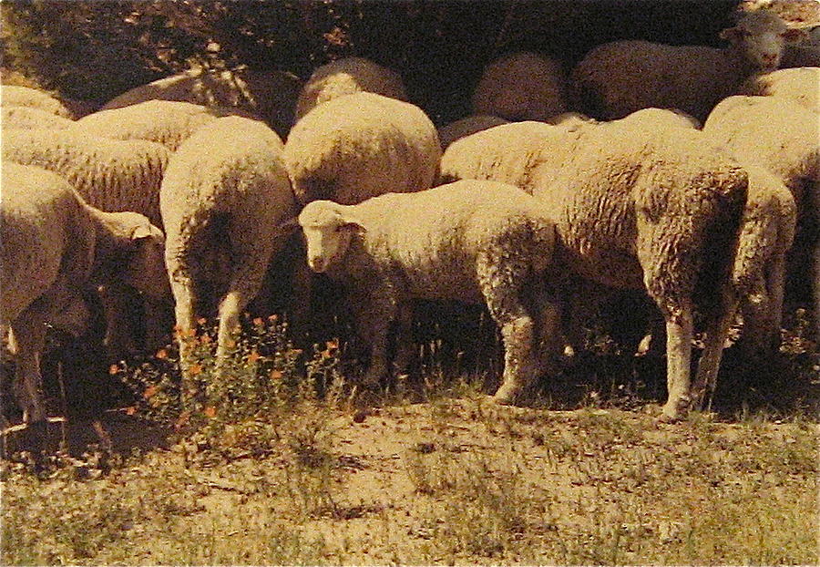 Sheep Photograph by Stephen Hawks