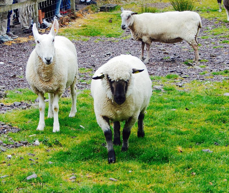 Sheep Photograph by Sue Morris