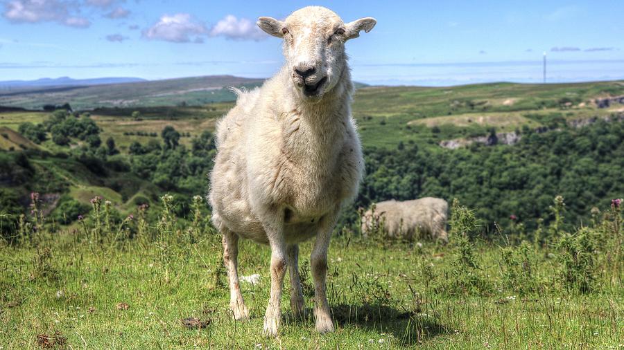 Sheep Swansea Wales UK Photograph by Paul James Bannerman