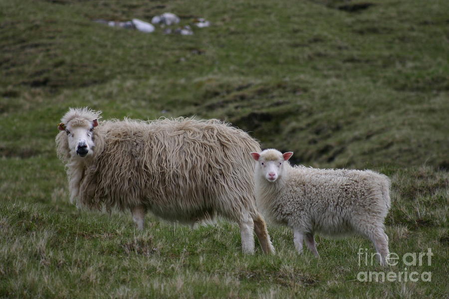 Animal Photograph - Sheep - the new generation by Susanne Baumann