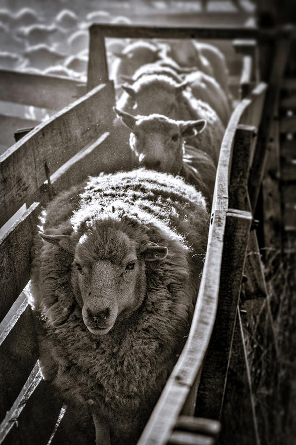 Sheep Through the Chute - Patagonia Photograph by Stuart Litoff