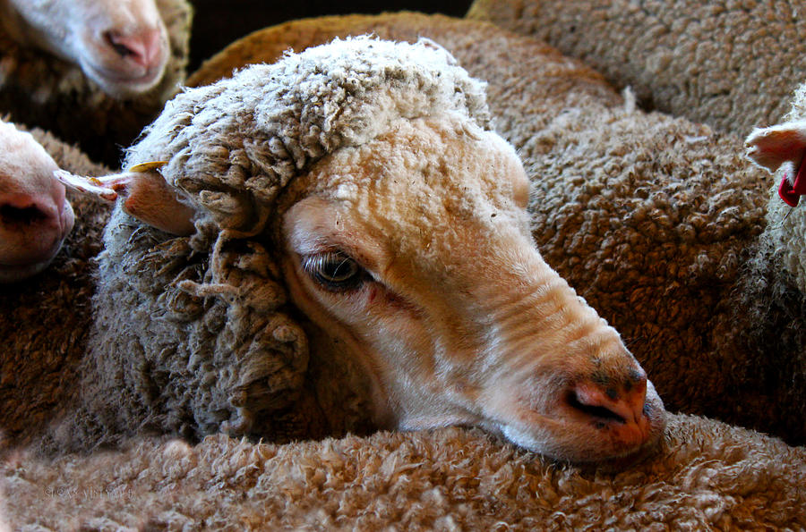 Sheep to be Sheared Photograph by Susan Vineyard