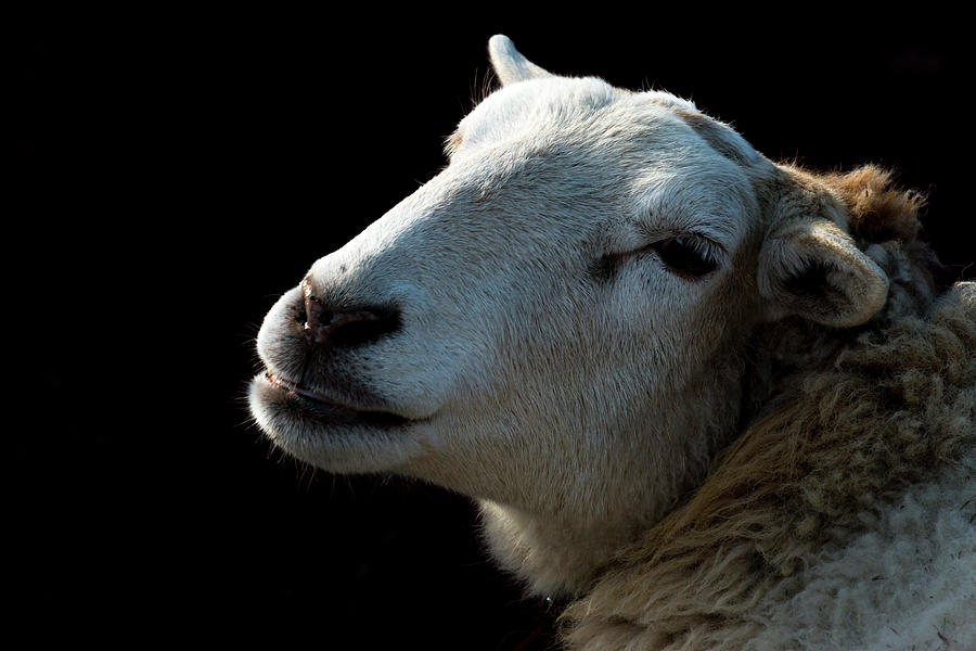 Sheep Photograph by Travis Rogers