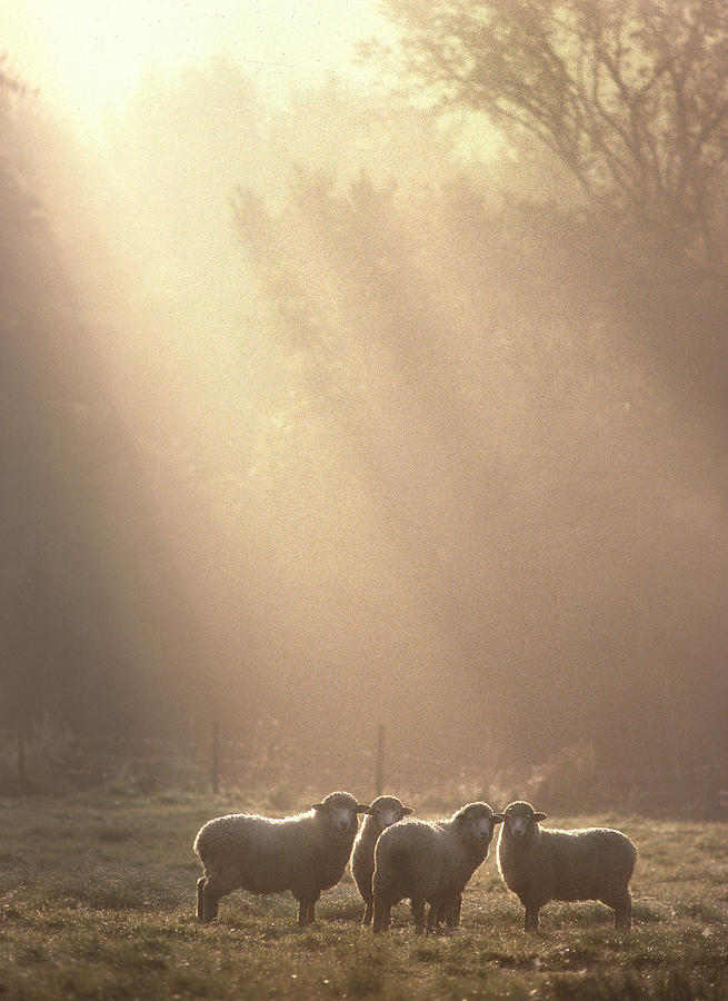 First Light. Sheep Underhill VT Photograph by George Robinson