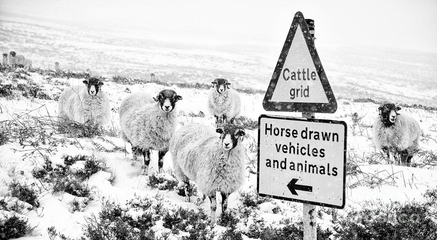 Sheep Which Way Photograph by Richard Burdon