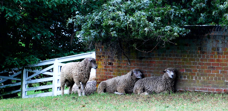 Sheep  Williamsburg Photograph by Patricia Motley