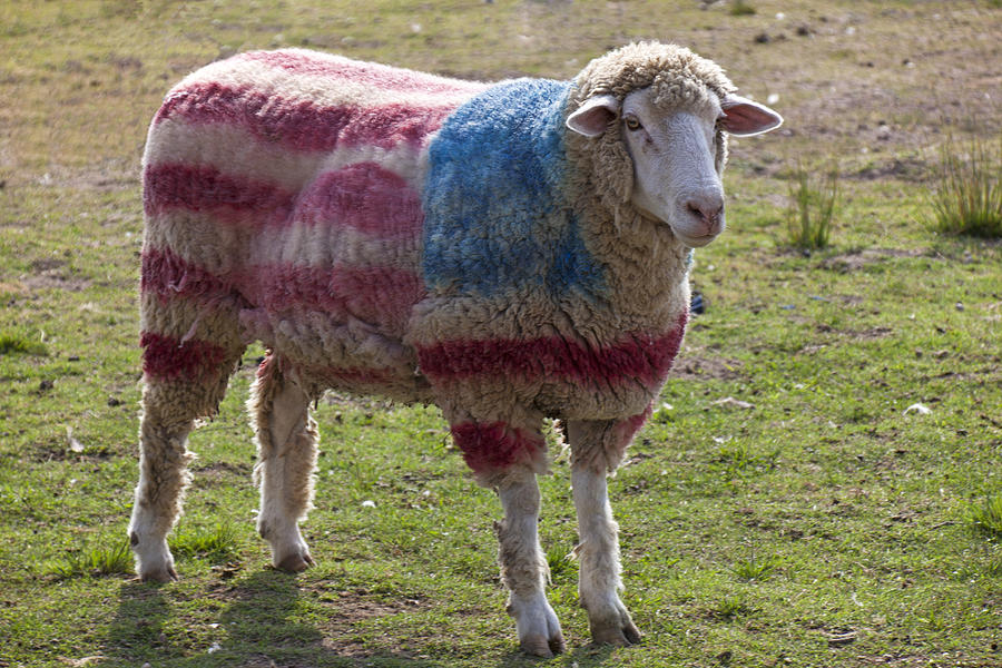 Sheep with American flag Photograph by Garry Gay