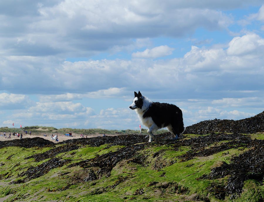 Sheepdog Ready On Rocks Photograph by Adrian Wale
